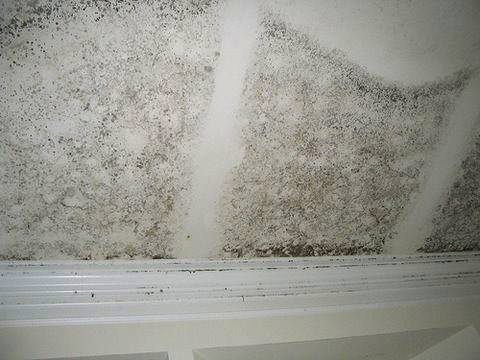Mold growth inside the framed wall resulting from a flooded basement.